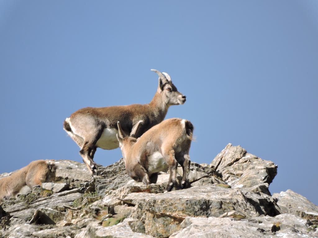 Апартаменты Chasa Werro Зент Экстерьер фото